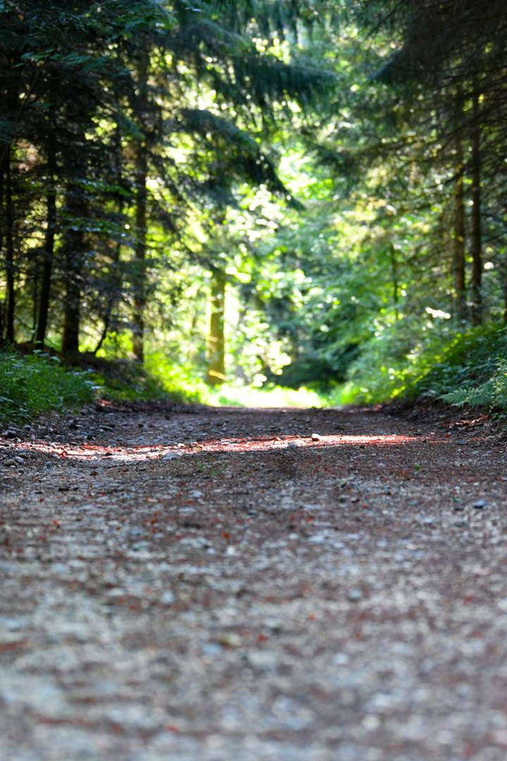 Wald 4